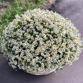 Композиция в корзине из 151 ромашки в Ликино-Дулёво