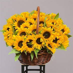 Композиция в корзине из 51 подсолнуха в Ликино-Дулёво