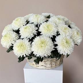 Композиция в корзине из 25 хризантем Магнум в Ликино-Дулёво
