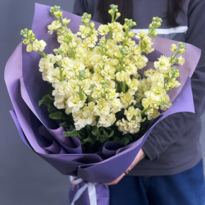 Букет из 15 лимонных маттиол в Ликино-Дулёво