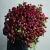 Монобукет из 75 кустовых роз Марун (70 см) в Ликино-Дулёво Монобукет из 75 кустовых роз Марун (70 см) в Ликино-Дулёво