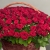 Композиция в корзине из 151 красной розы в Ликино-Дулёво Композиция в корзине из 151 красной розы в Ликино-Дулёво