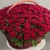 Композиция в корзине из 151 красной розы в Ликино-Дулёво Композиция в корзине из 151 красной розы в Ликино-Дулёво
