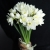 Букет из 25 нарциссов в Ликино-Дулёво Букет из 25 нарциссов в Ликино-Дулёво